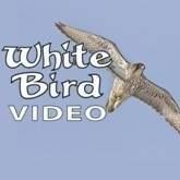 White Bird Video