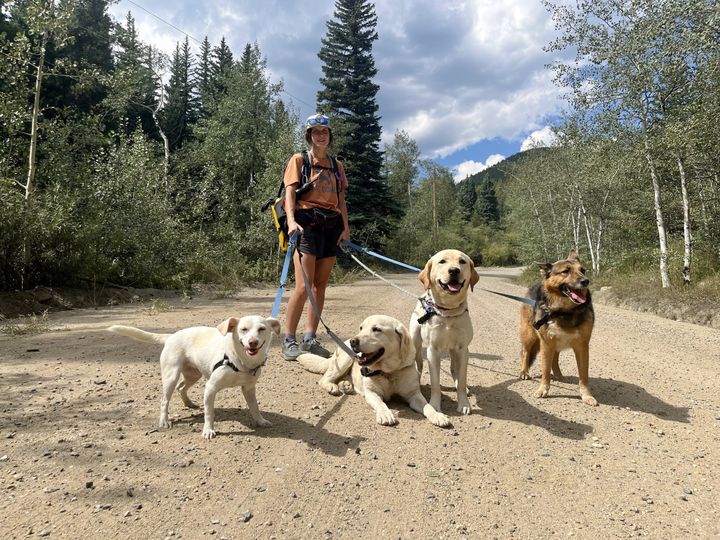 Harriet’s Hounds: Dog Walking & Pet Sitting