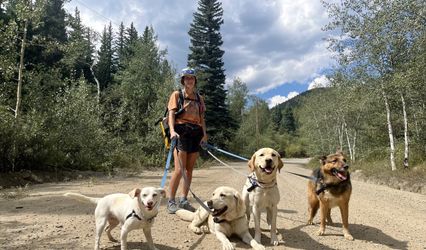 Harriet’s Hounds: Dog Walking & Pet Sitting