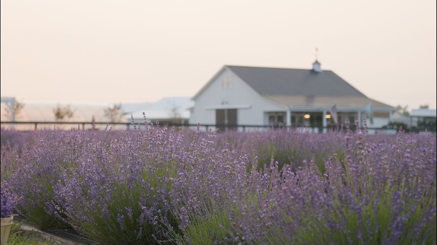 Brittingham Farms