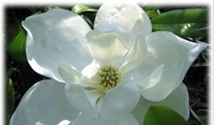 Southern Magnolias