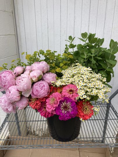Roots Cut Flower Farm