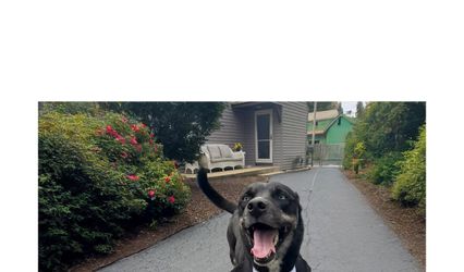 We Go Hand In Paw