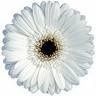 Dingman's Flowers