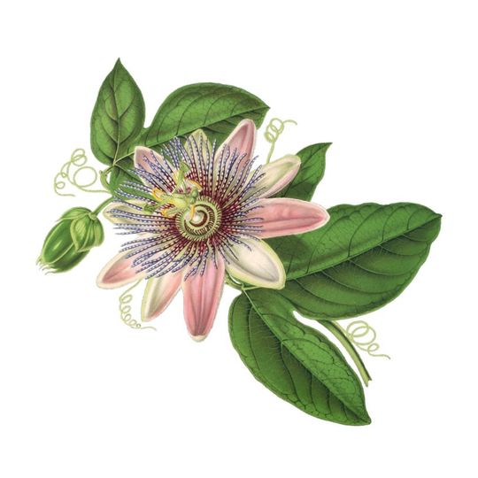 La Petite Fleuriste