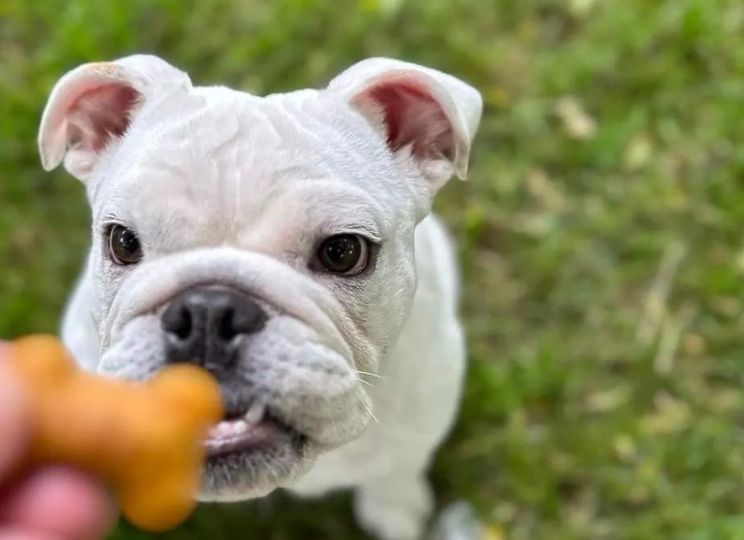East Coast Barkery LLC