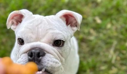East Coast Barkery LLC
