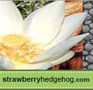 Strawberry Hedgehog
