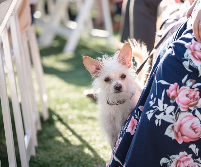 Wedding Tails- PET HANDLER