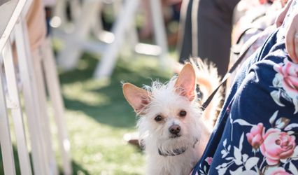 Wedding Tails- PET HANDLER