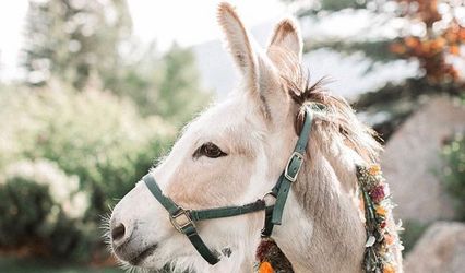 Dirty Girl Equine Rentals