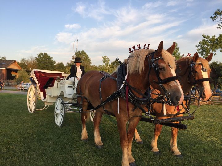 Harmon's Horse Drawn Carriages + White Mares for Baraats