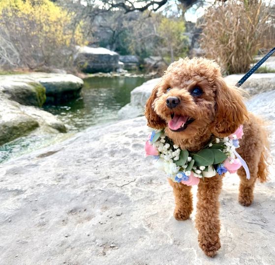 Bark & Bride Wedding Pet Care