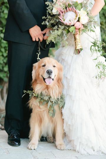 The Dog Attendant
