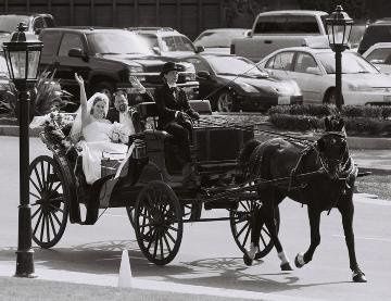 Hackney Horse & Carriage
