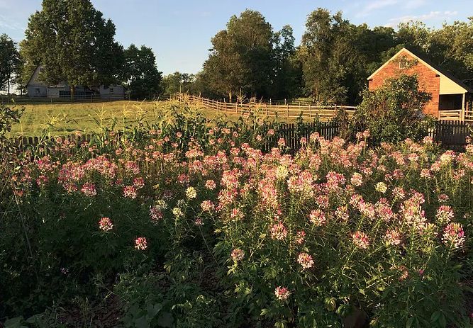 Darnall Colonial Farm