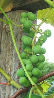Columbia Wine Tours & Shuttles