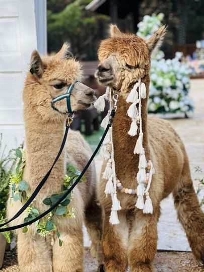 Easy Acres Alpaca Farm