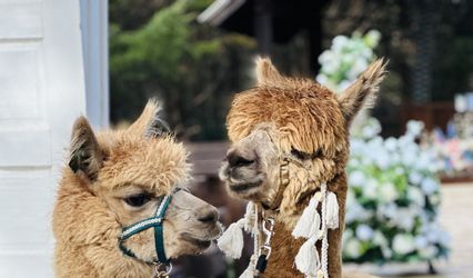Easy Acres Alpaca Farm