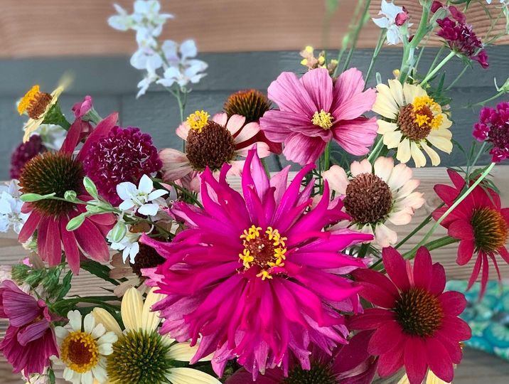 Calliopsis Flowers