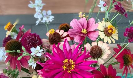 Calliopsis Flowers