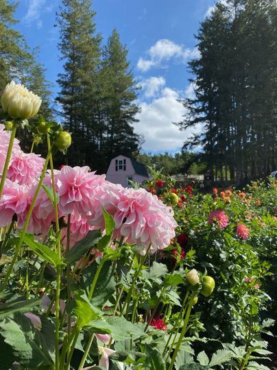 Courter Country Farm