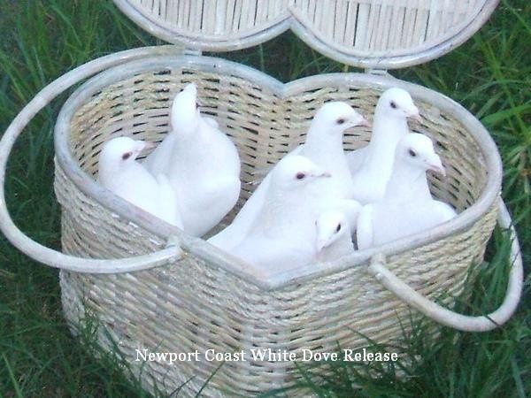 White Doves Los Angeles Southern California