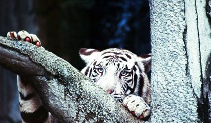 White Tiger Photographic