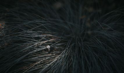 Alley Cat Images