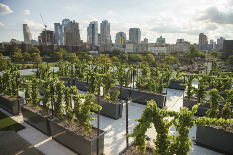 Rooftop Reds
