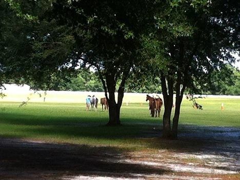 Southern Charm Ranch Venue Keystone Heights Fl Weddingwire