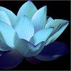 Lotus Diamonds