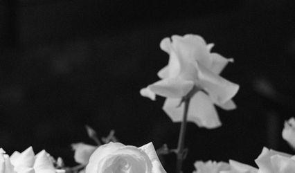 Rae of Florals LLC