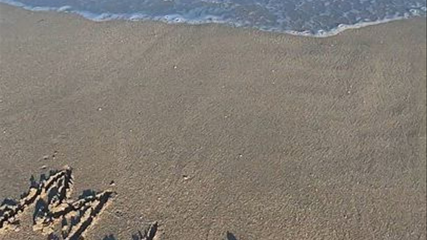 Beach Wedding