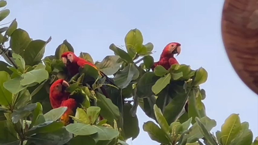 Macaw, Tucan & Butterflies