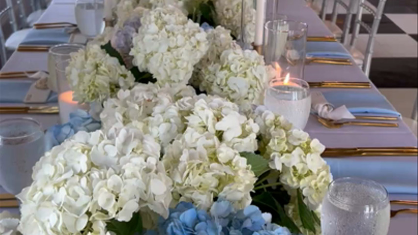 Hydrangea runners 