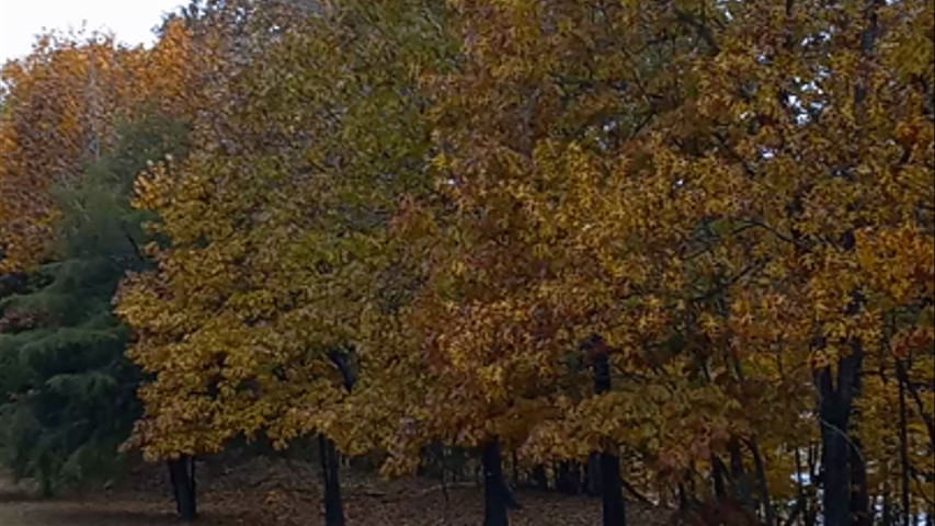 Liberty Plantation Venue Fall Wedding? We got that!