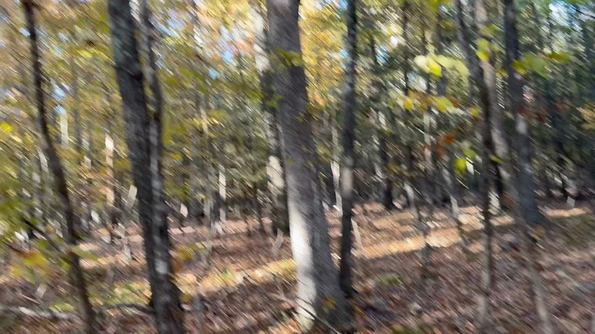 Pine Ridge Farm trail & woods