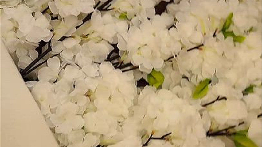 Blossom cherry trees indoor and outdoors