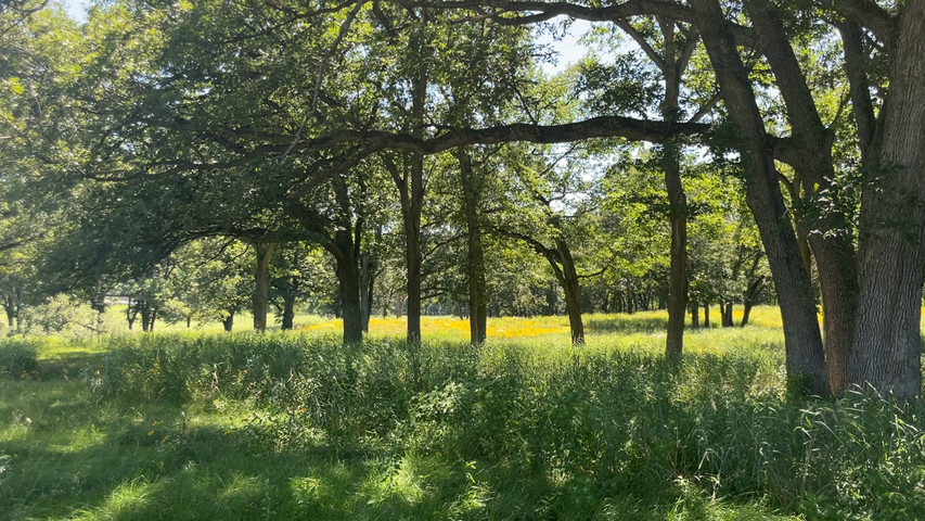 Oak Savannah