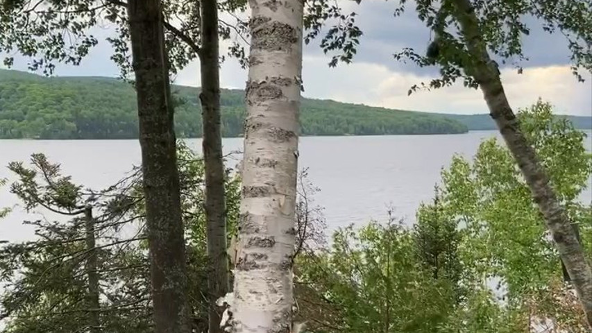 Bird calls