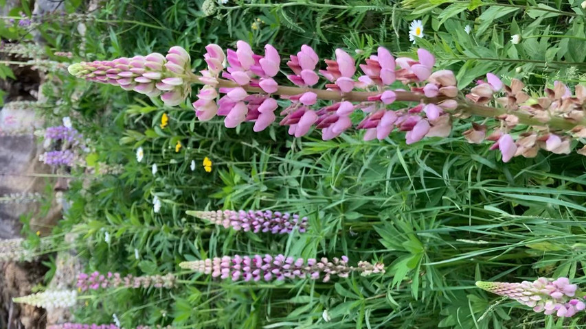 Lupines 