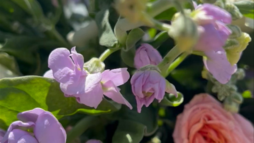Bouquet