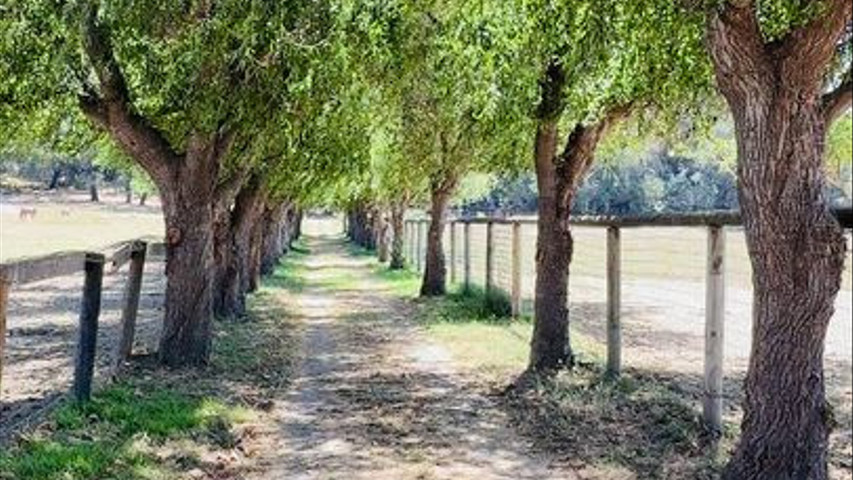 Beneath the Trees on Bay Ali Lane
