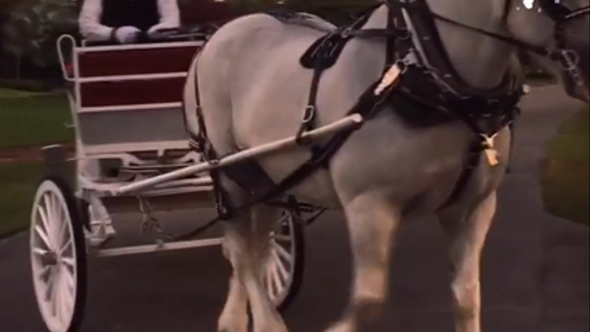 Horse carriage 