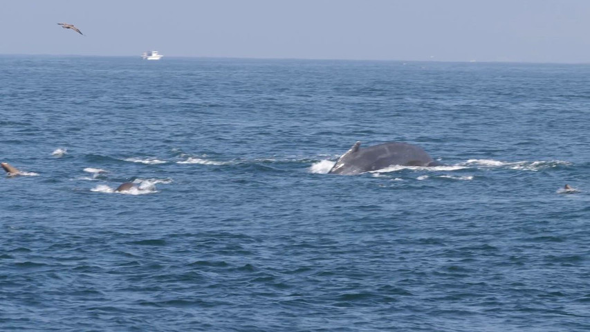 Humpback Whales frolicking in Monterey Bay