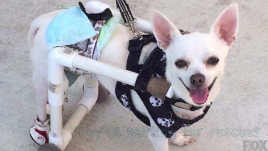 All About That Face (Parody of "All About That Face" by Meghan Trainor