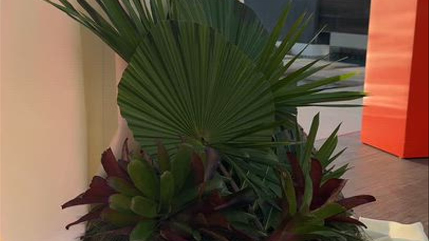 Puerto Rico / Wedding Decorations