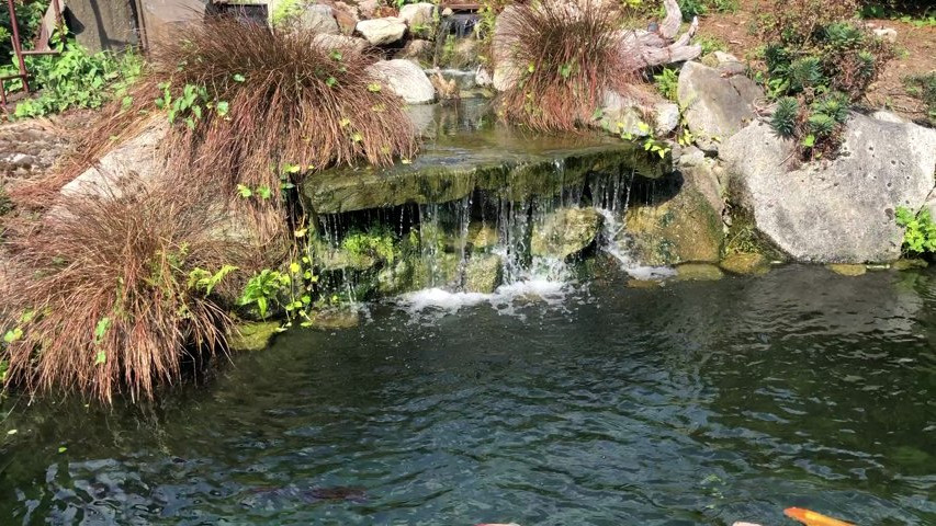 Main Koi Pond