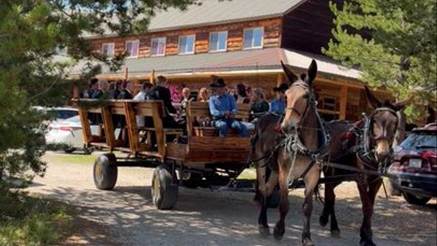Mule team/Wagon